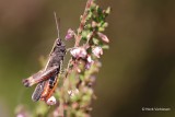 Omocestus rufipes - Zwart Wekkertje 1.JPG