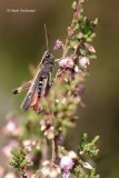 Omocestus rufipes - Zwart Wekkertje 2.JPG