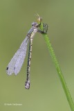 Lestes dryas - Tangpantserjuffer 2.JPG