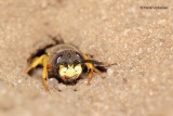 Bees - Wasps