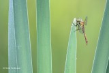 Sympetrum sanguineum - Bloedrode Heidelibel 2.JPG