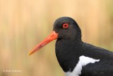 Haematopus ostralegus - Scholekster 3.JPG