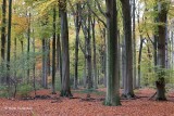 Fagus sylvatica - Beuk 2.JPG