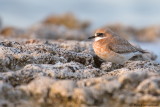 Greater Sand Plover