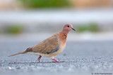 Laughing Dove