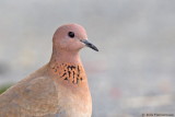 Laughing Dove