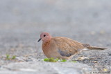Laughing Dove