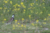 Spur-winged Plover