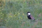 Spur-winged Plover