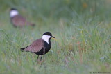 Spur-winged Plover