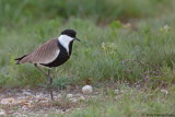 Spur-winged Plover