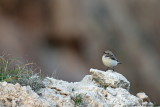Finschs Wheatear
