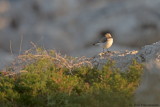 Finschs Wheatear