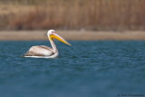 Great White Pelican