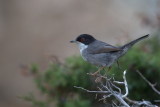 Sardinian Warbler