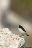 Finschs Wheatear