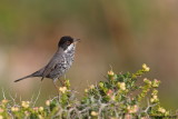 Cyprus Warbler