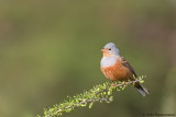 Cretzschmars Bunting