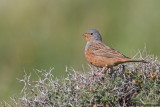 Cretzschmars Bunting