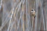 Penduline Tit