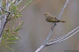 Eastern Bonellis Warbler