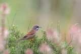 Spectacled Warbler