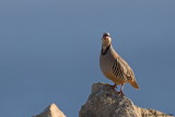 Chukar Patridge