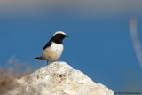 Finschs Wheatear
