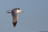 Armenian Gull