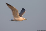 Armenian Gull