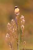 Cyprus Wheatear