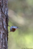 Krupers Nuthatch