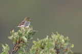 Cinereous Bunting