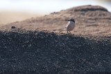 Iberian Grey shrike