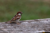 Italian Sparrow
