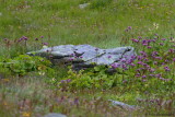 Ring Ouzel ssp. alpestris