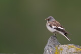 White-winged Snowfinch