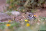 Turkish Twite