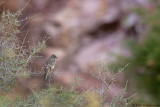 Grey-necked Bunting