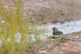 Trumpeter Finch