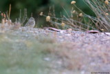 Grey-necked Bunting