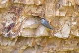 Eastern Rock Nuthatch