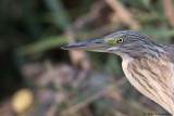 Squacco Heron