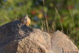 Common Rock Thrush