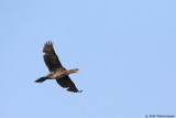 Pygmy Cormorant