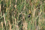 Citrine Wagtail
