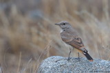 Persian Wheatear