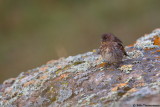 Red-fronted Serin