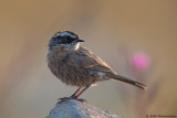 Raddes Accentor