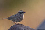 Raddes Accentor